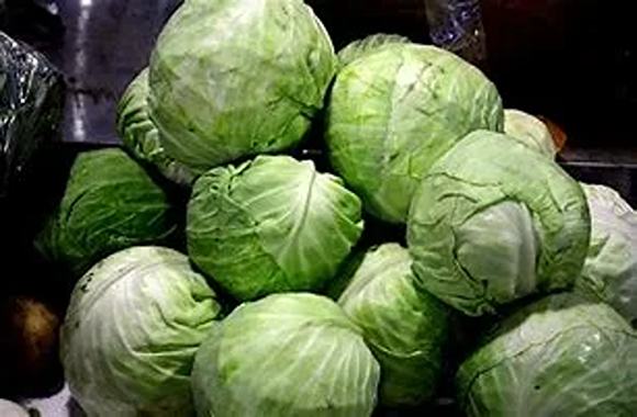 تصویر 4 از قیمت خرید کلم سفید خام + فروش ویژه